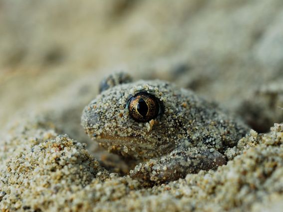 Die Knoblauchkröte scheidet in Stress-Situationen über ihre Hautdrüsen ein Sekret aus, das leicht nach Knoblauch riecht. So kommt sie auf ihren Namen. (Foto: Franz Hasse) 